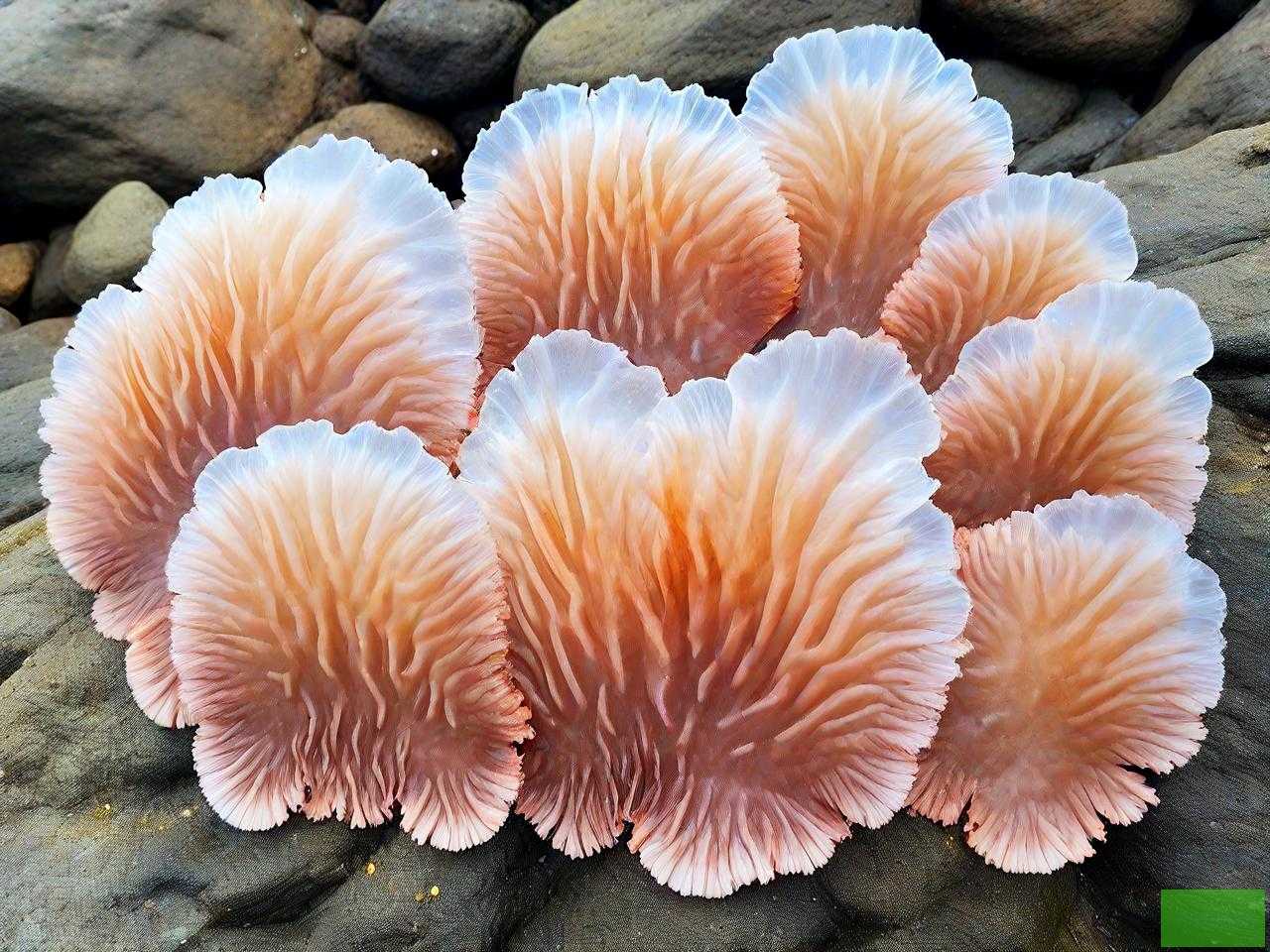 海石花有哪些营养价值