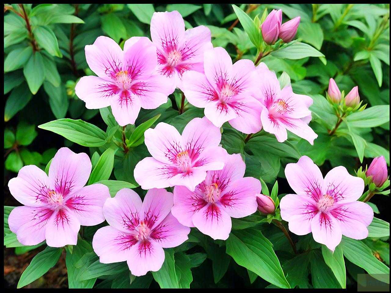 七叶一枝花孕妇可以外用吗