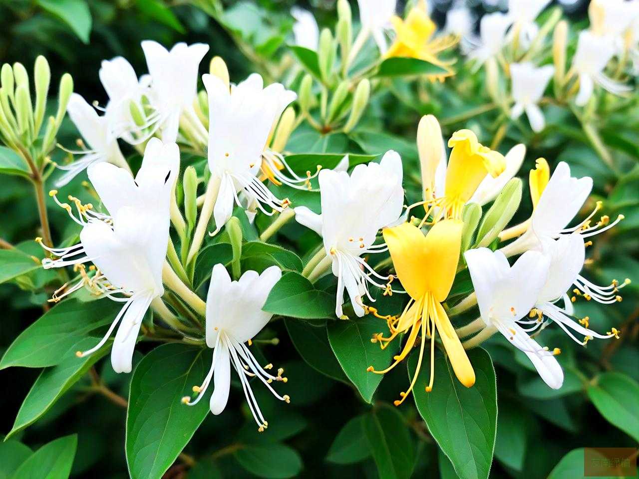 金银花一亩多少棵合理