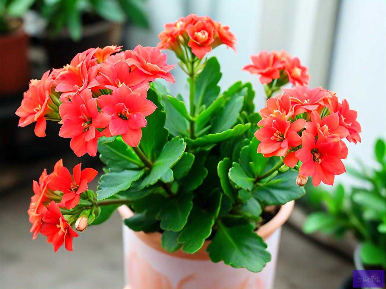 长寿花刚买回来怎么养