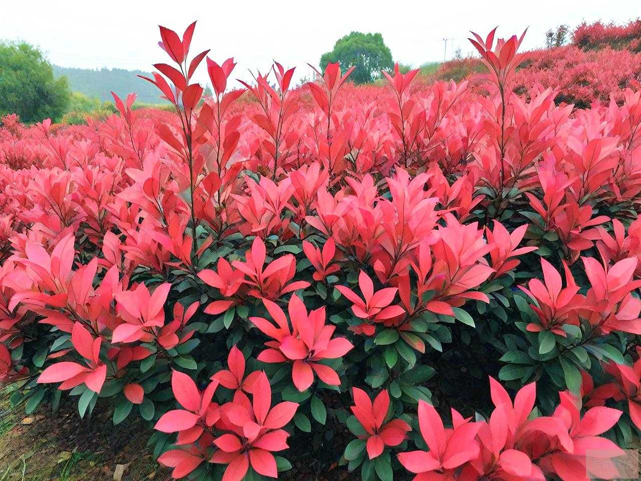 红叶石楠的栽植与养护
