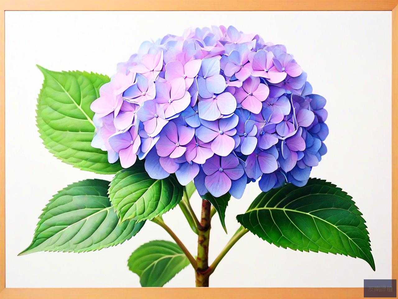 绣球花几天不浇水会死