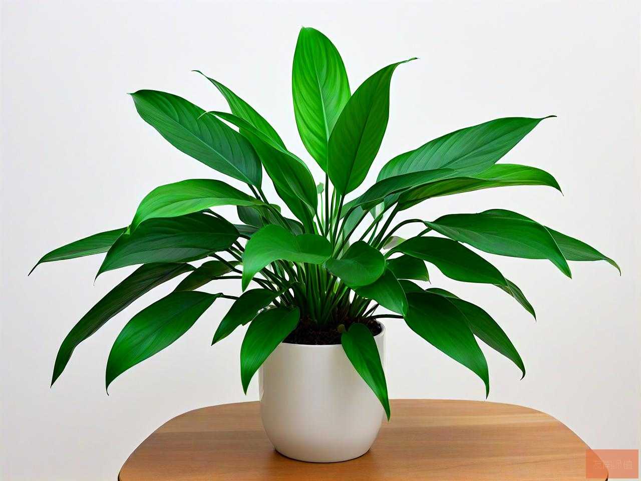 什么绿植吸收甲醛最快