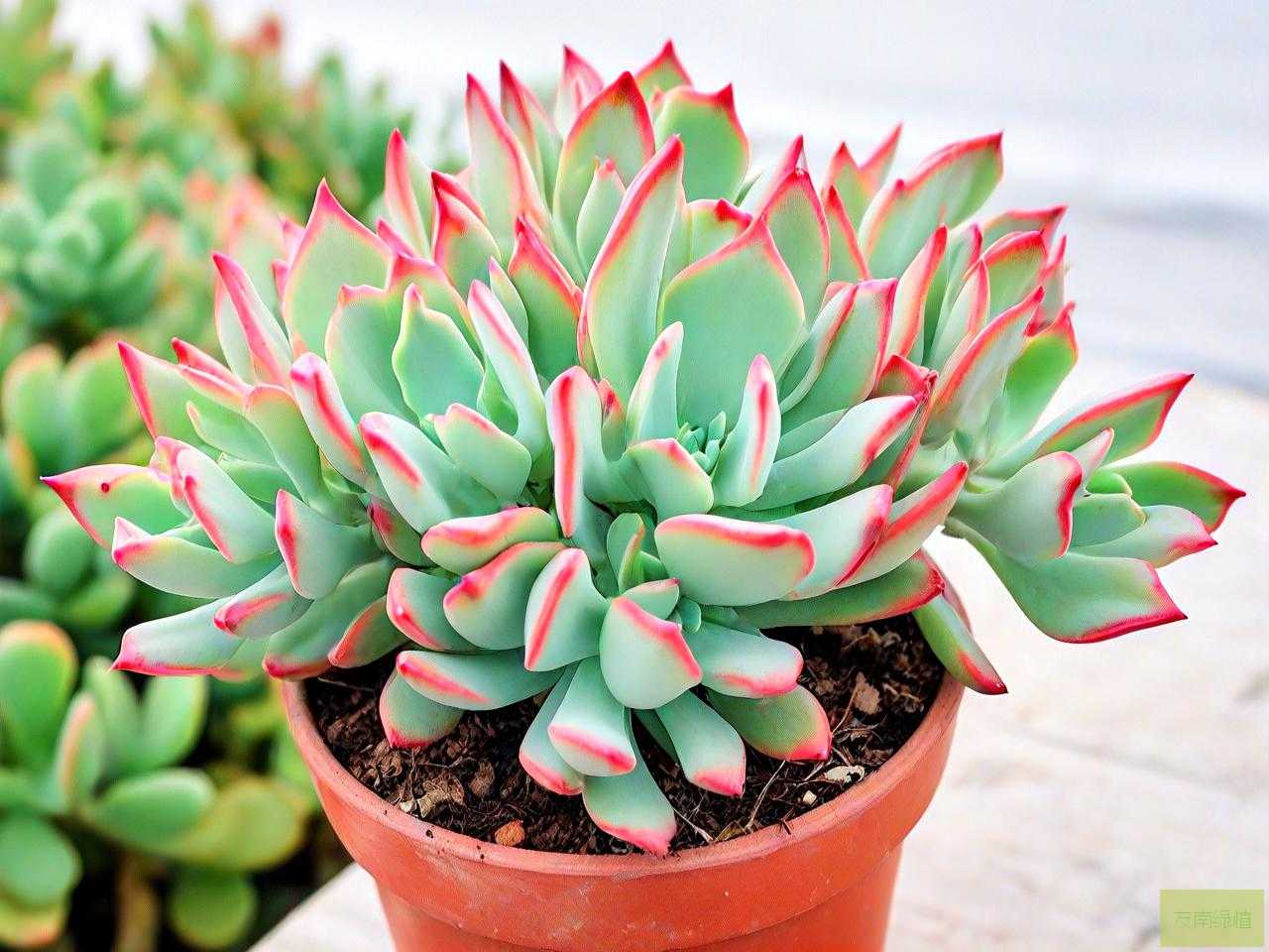 钱串子多肉植物怎么养