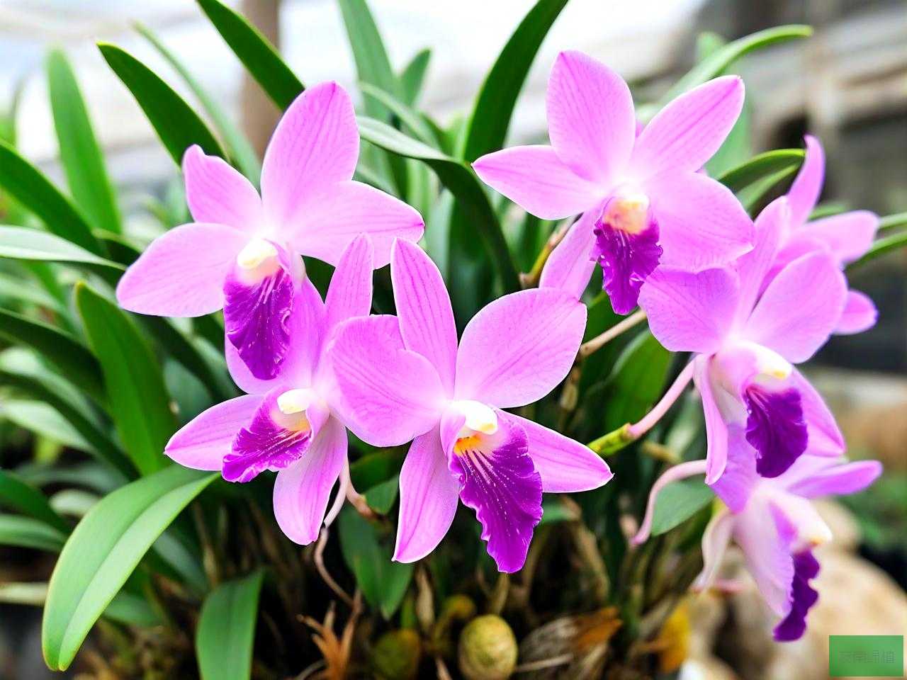 铁皮石斛兰花养殖方法