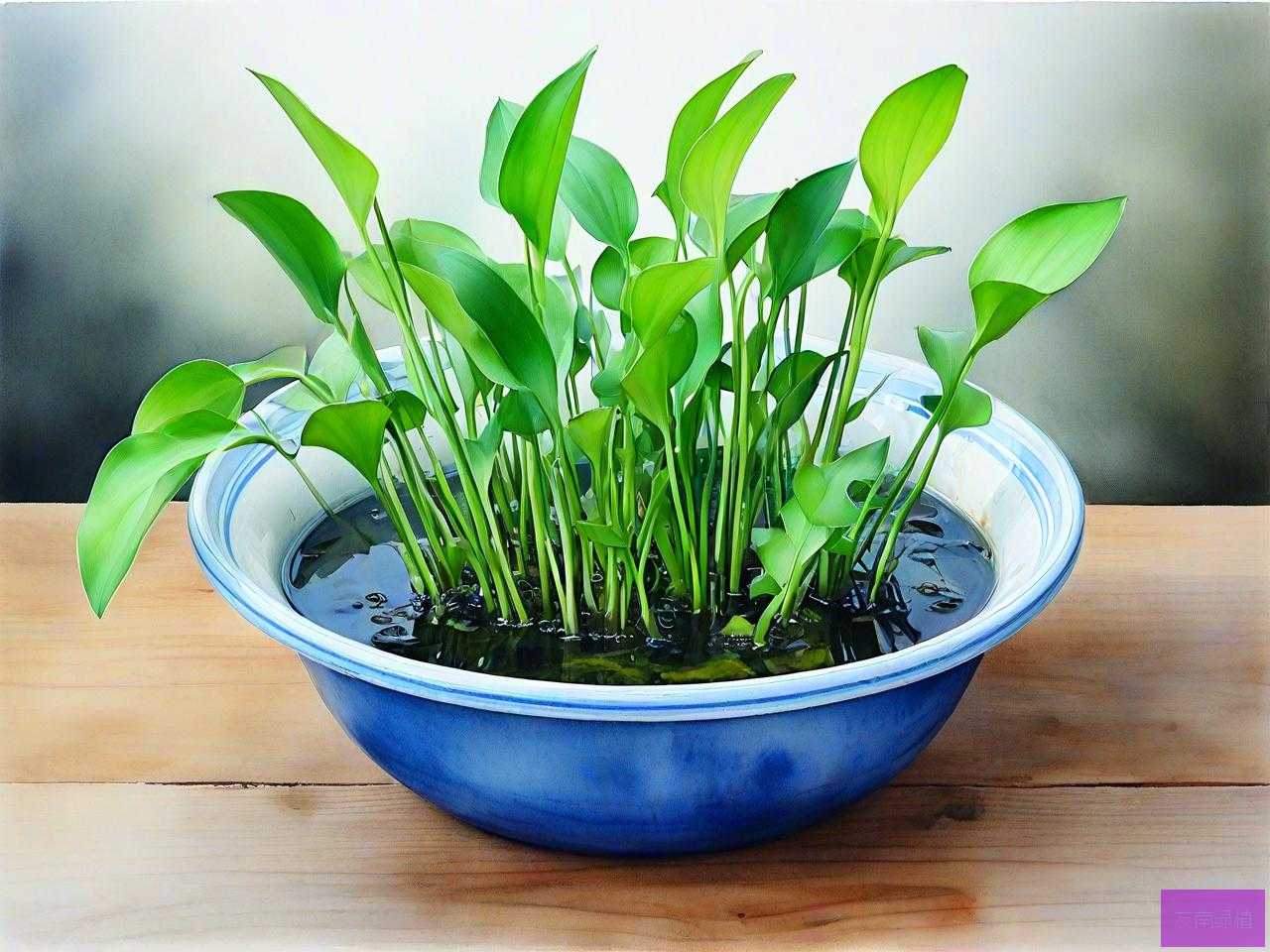 可以用碗养的水生植物