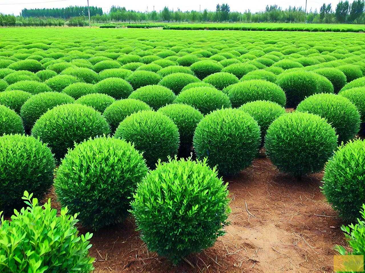 产大叶黄杨球苗木基地