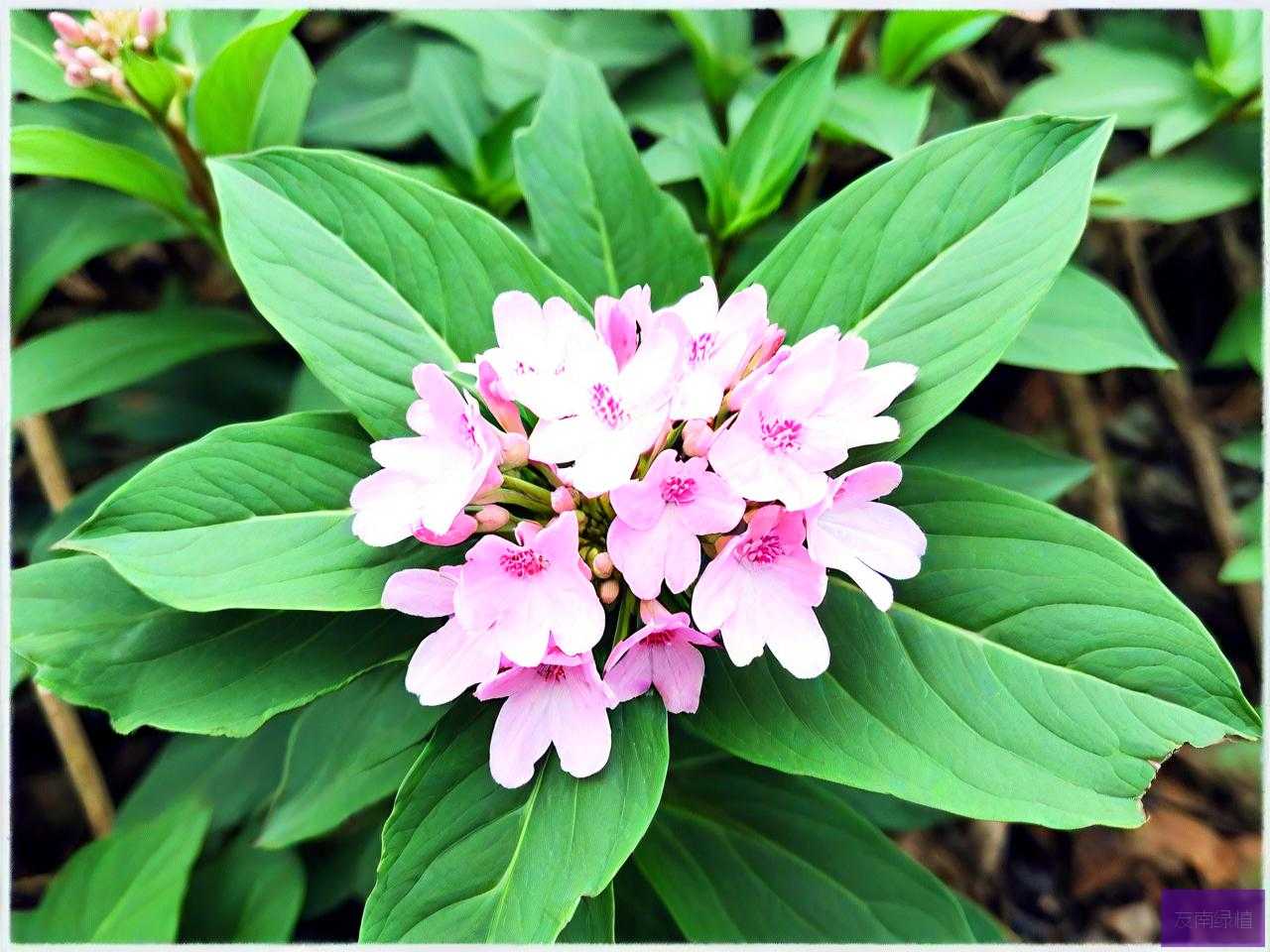 七叶一枝花叶子能吃吗