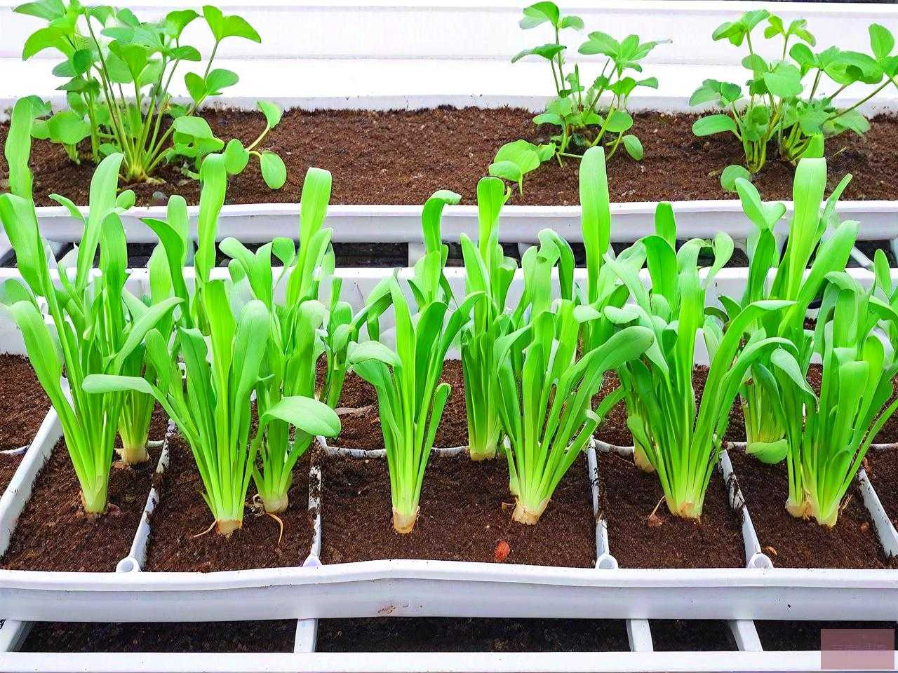 水培植物可以用土种吗