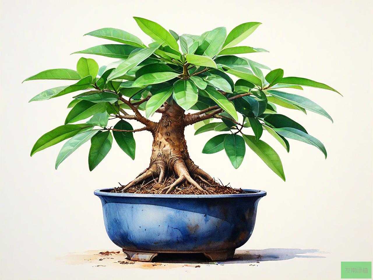盆景发财树的养殖方法