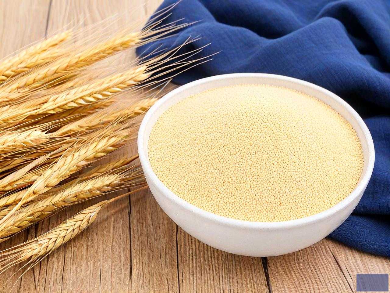 面筋含量高的小麦品种