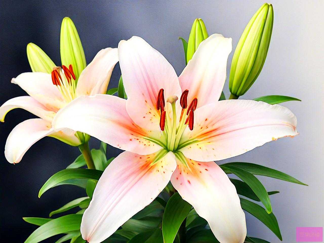 百合花花败了怎么修剪