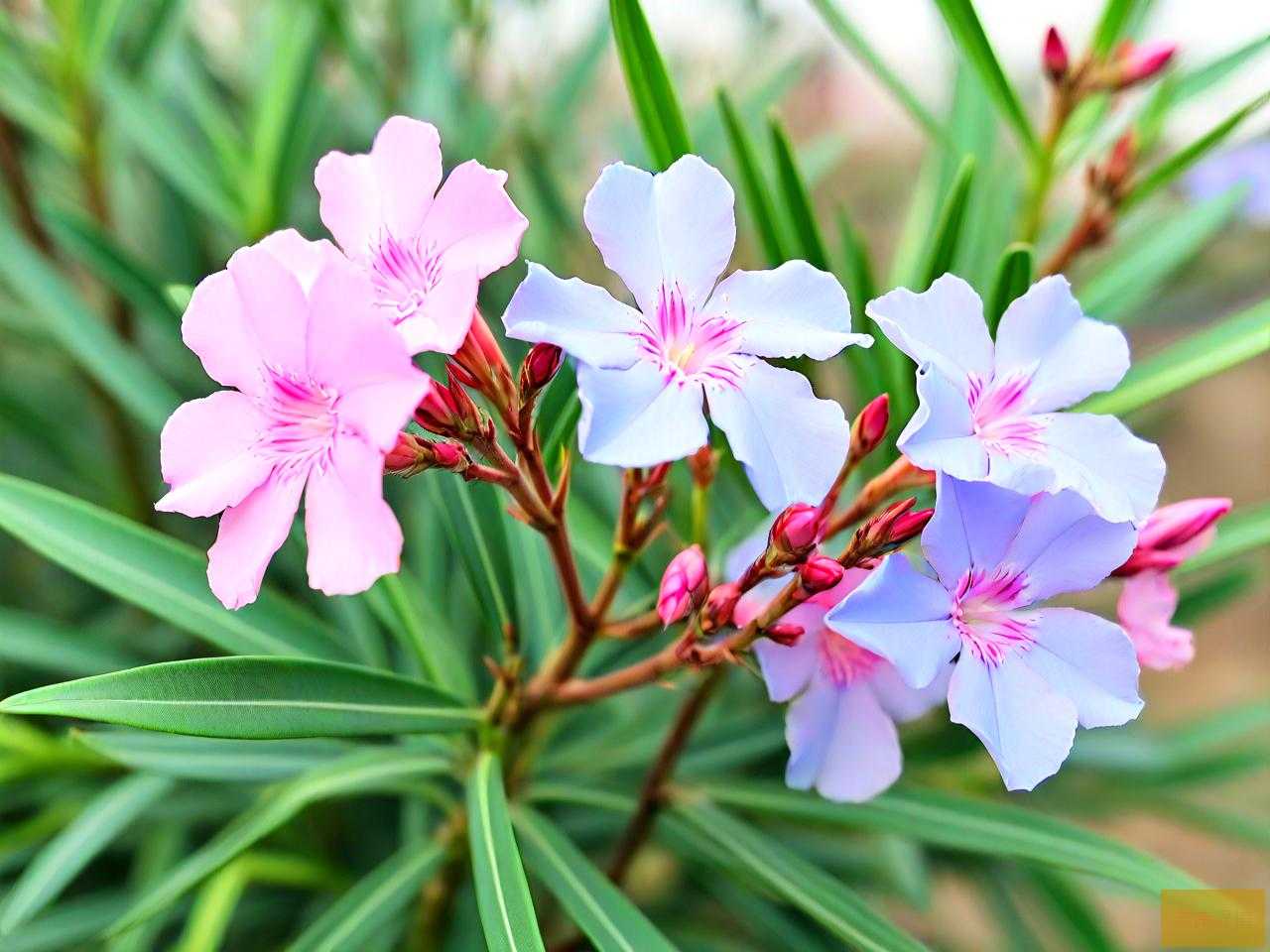 夹竹桃科蓝星花有毒吗