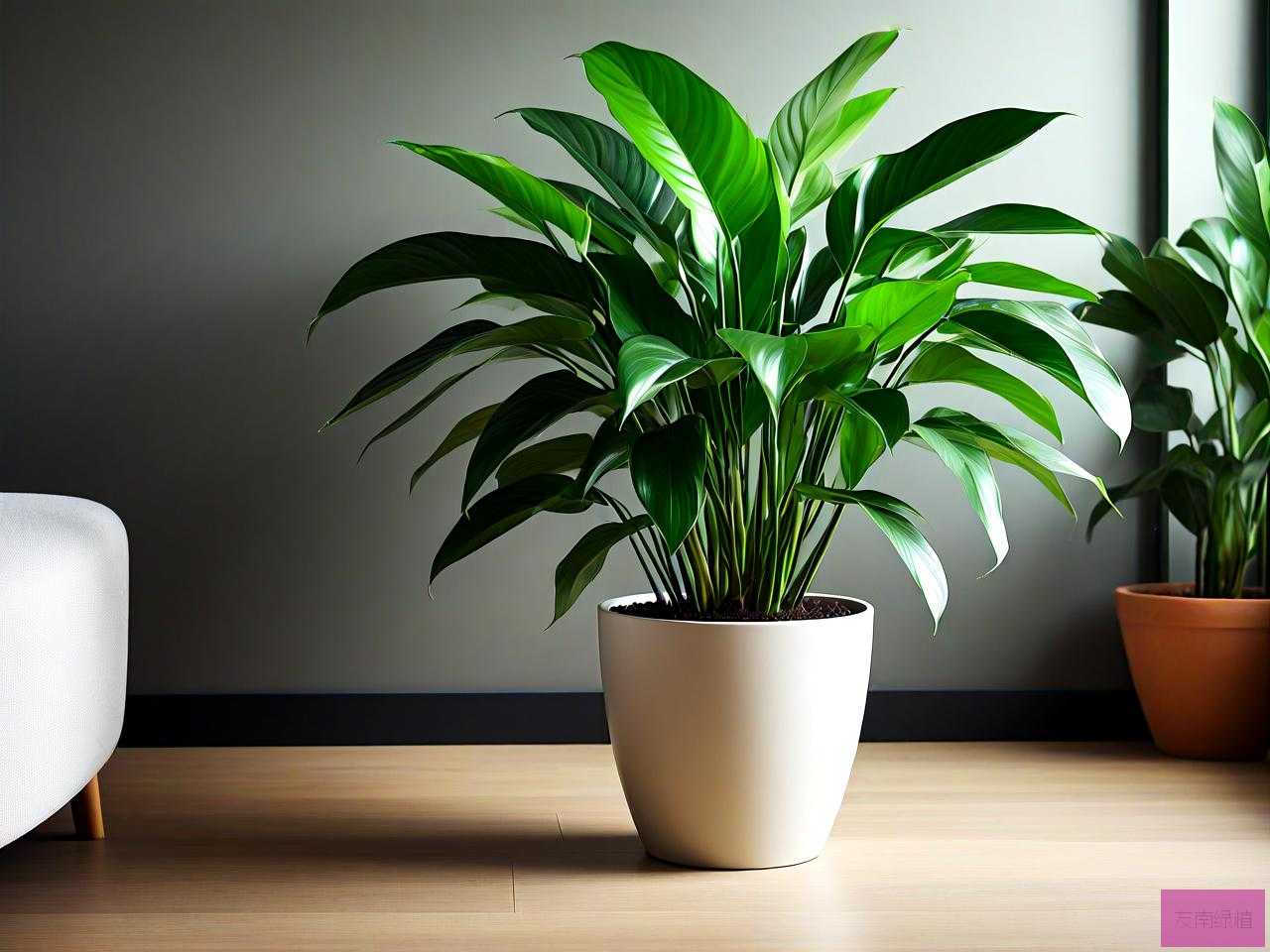 吸甲醛的室内植物有哪些