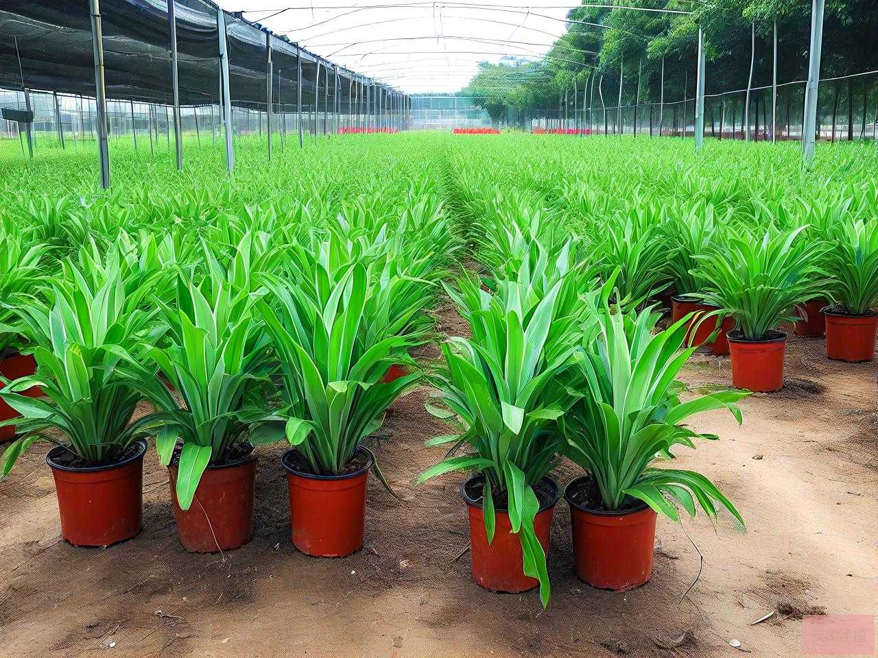 广州盆栽植物种植基地