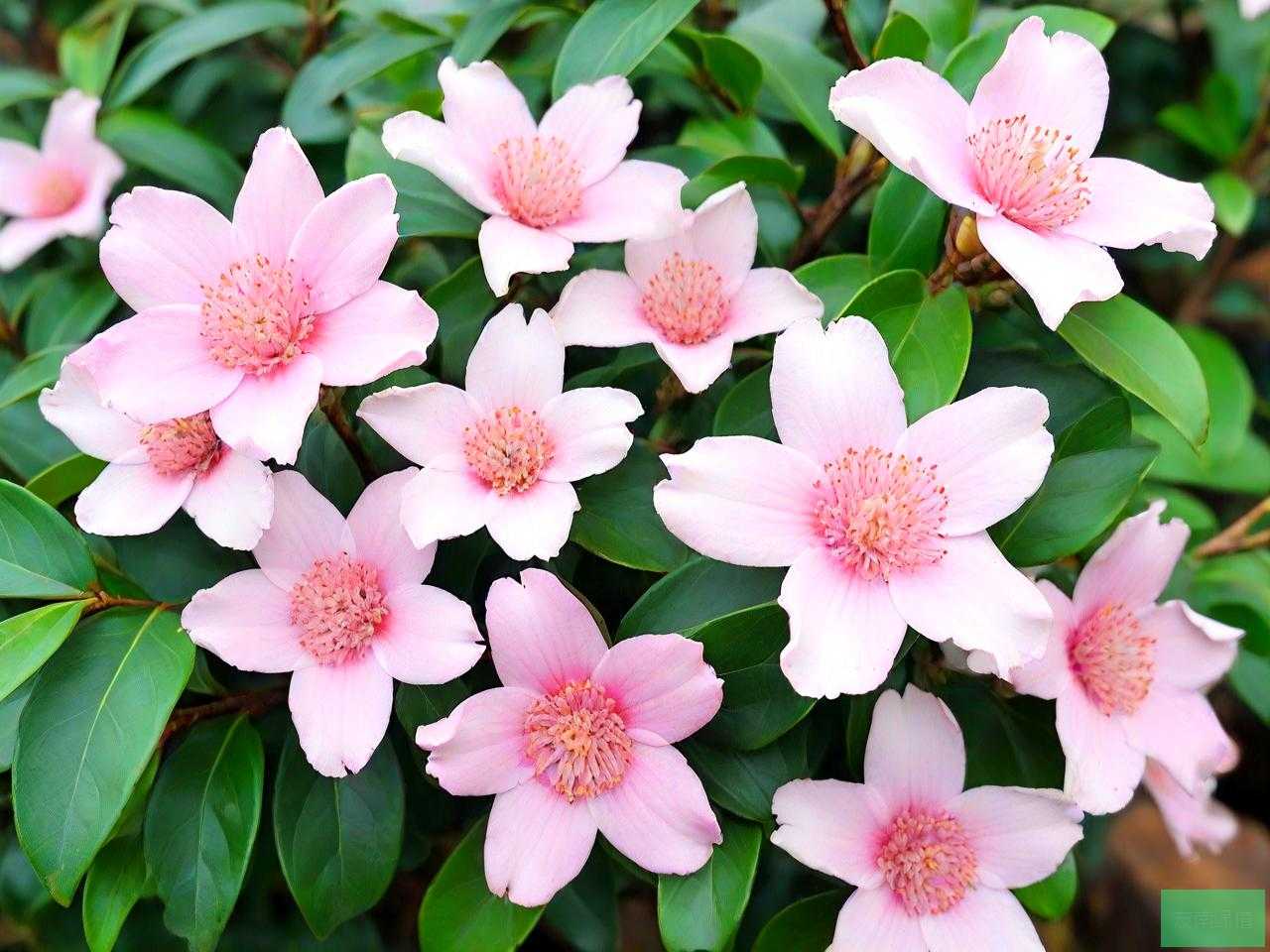贵州木姜花是什么佐料