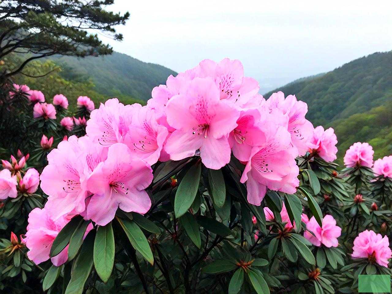 南川金佛山杜鹃花介绍