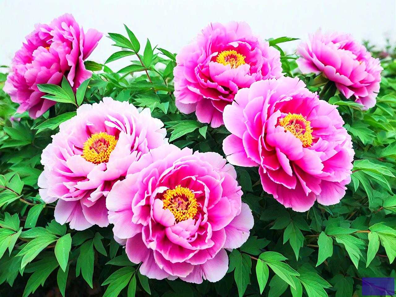 洛阳牡丹花多少钱一株