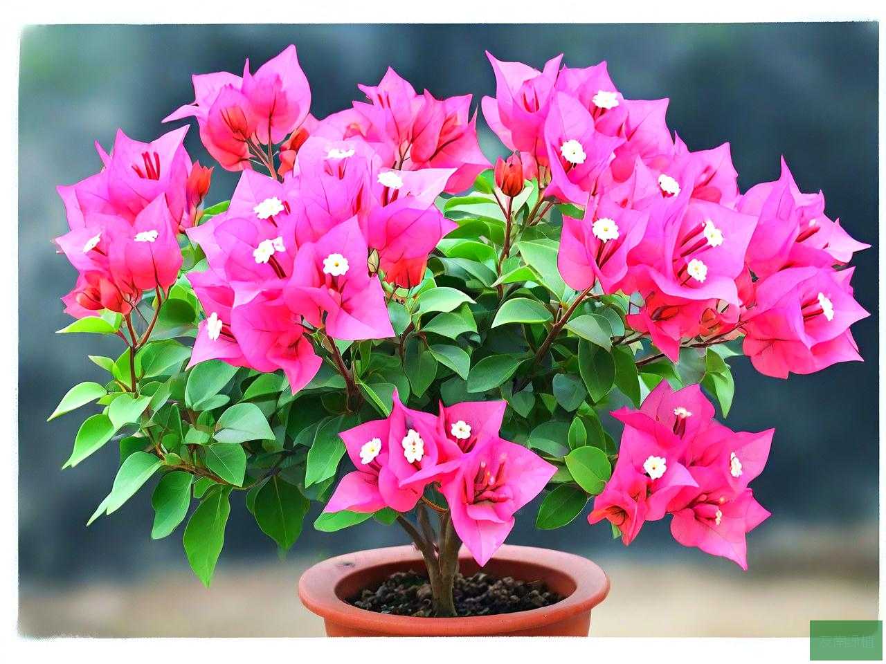 怎样养三角梅长期开花