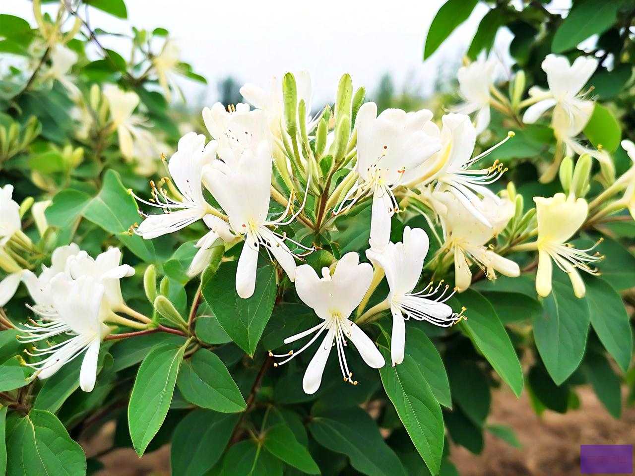一亩地能种多少金银花
