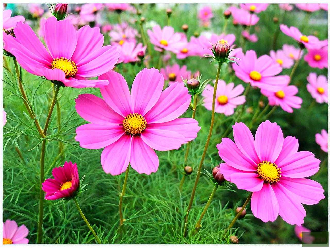 格桑花能种在家门口吗