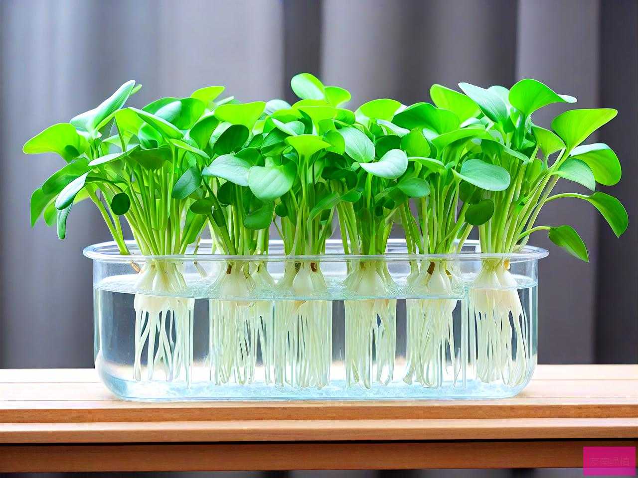 那种水培植物不用换水