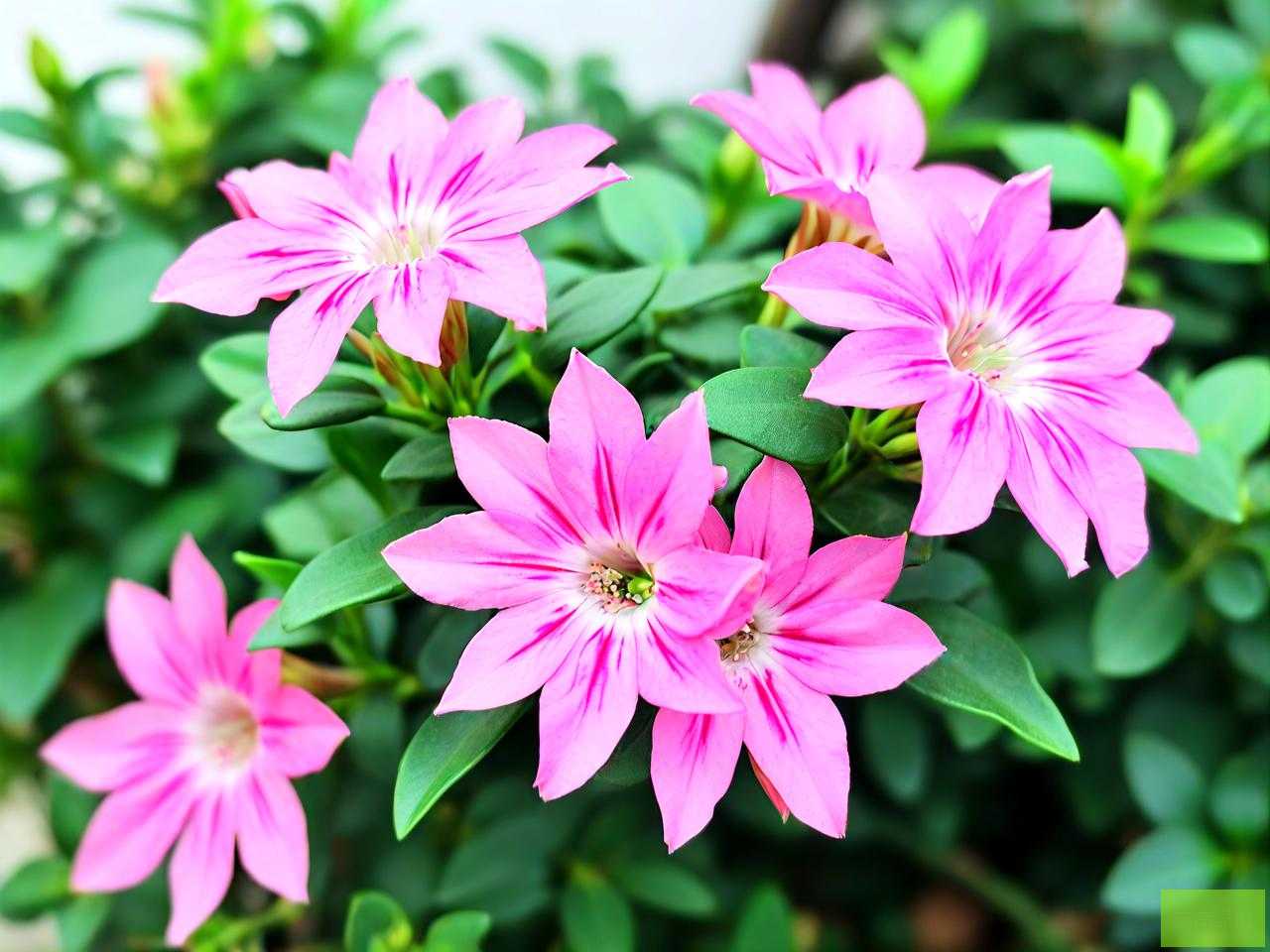 花叶络石怎样养出粉色
