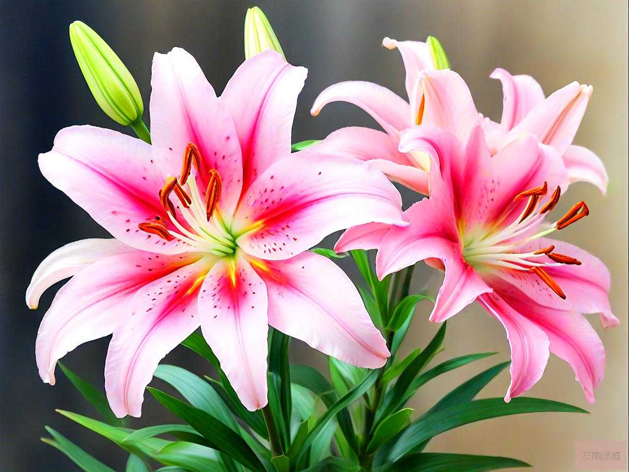 百合花用什么水养最好