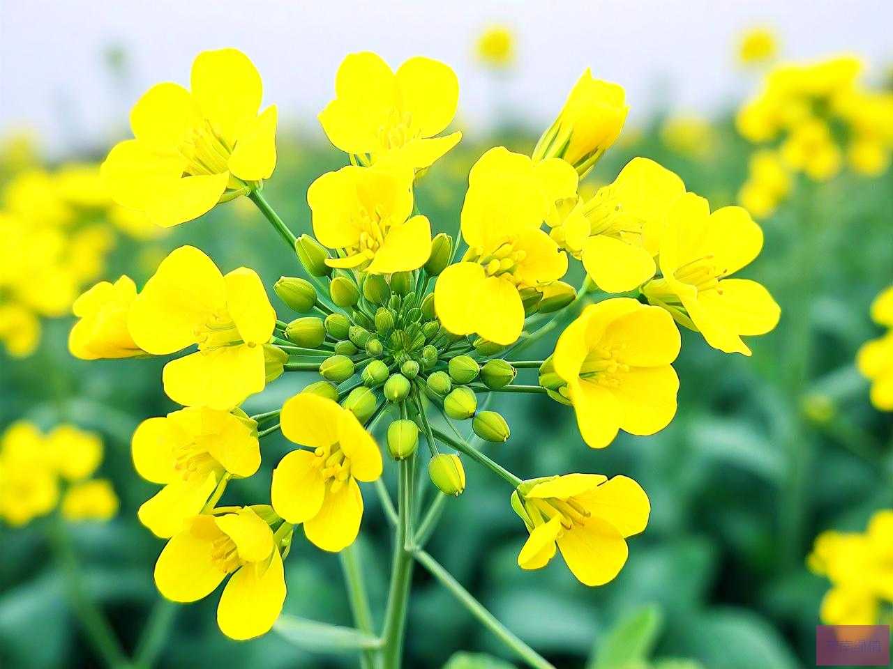 油菜花是怎么传播种子的