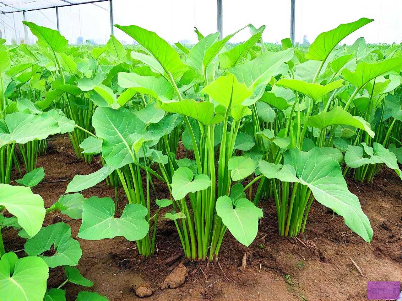 魔芋怎么种植才不会烂