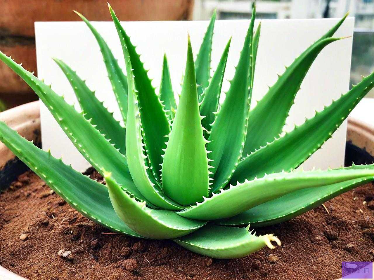 芦荟水养好还是土养好