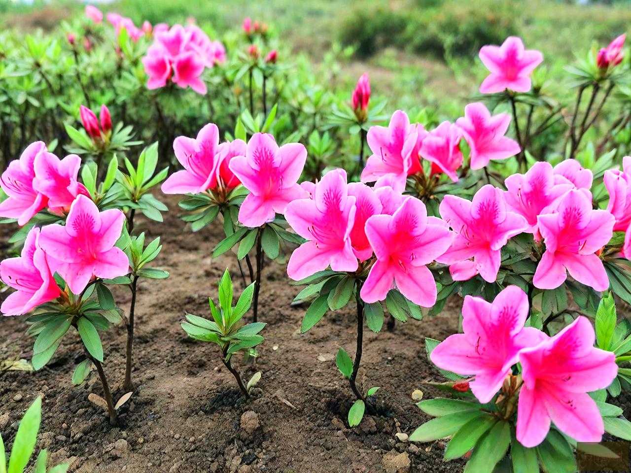 映山红小苗基地在哪里