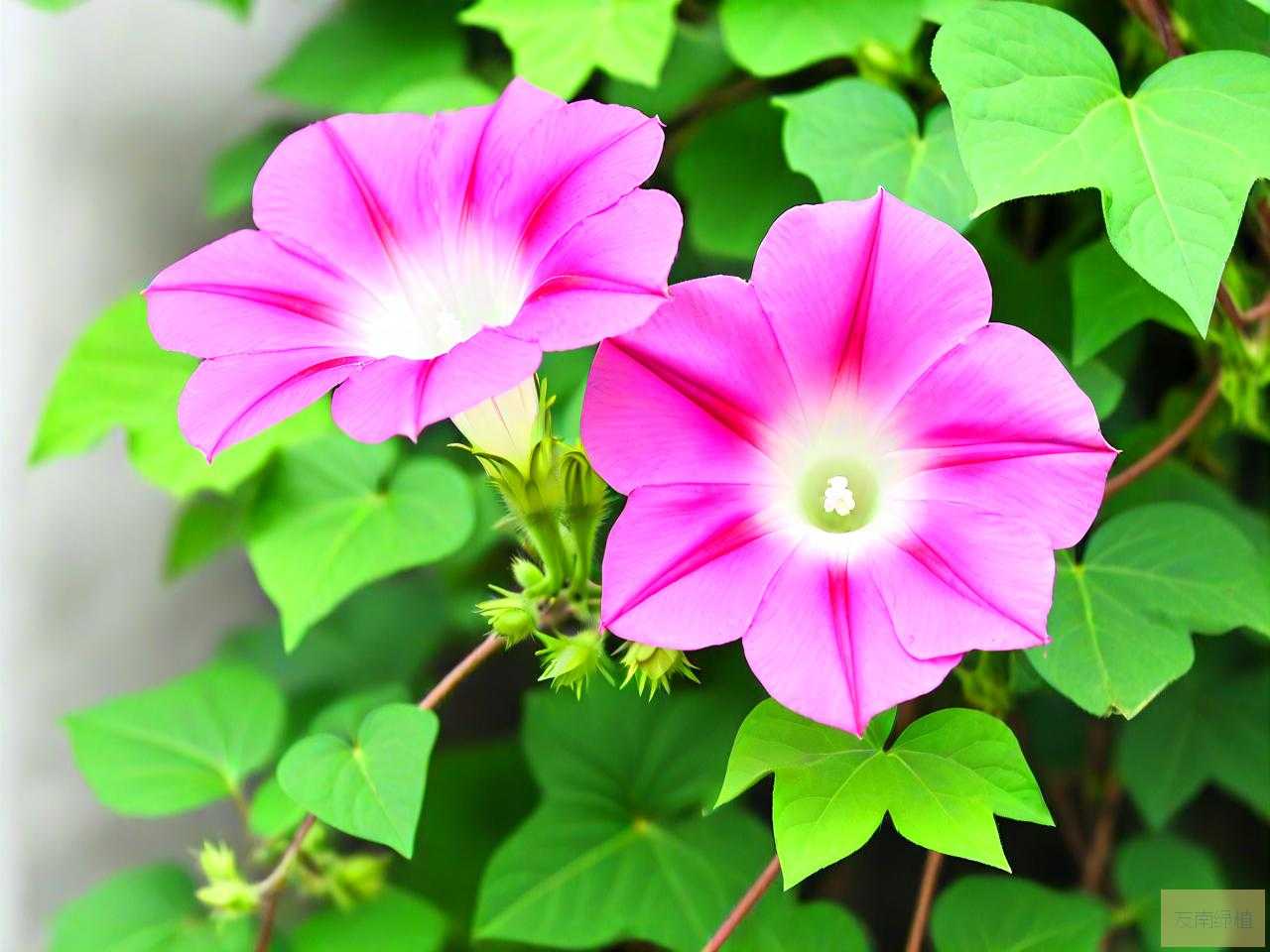 爬藤牵牛花的种植方法