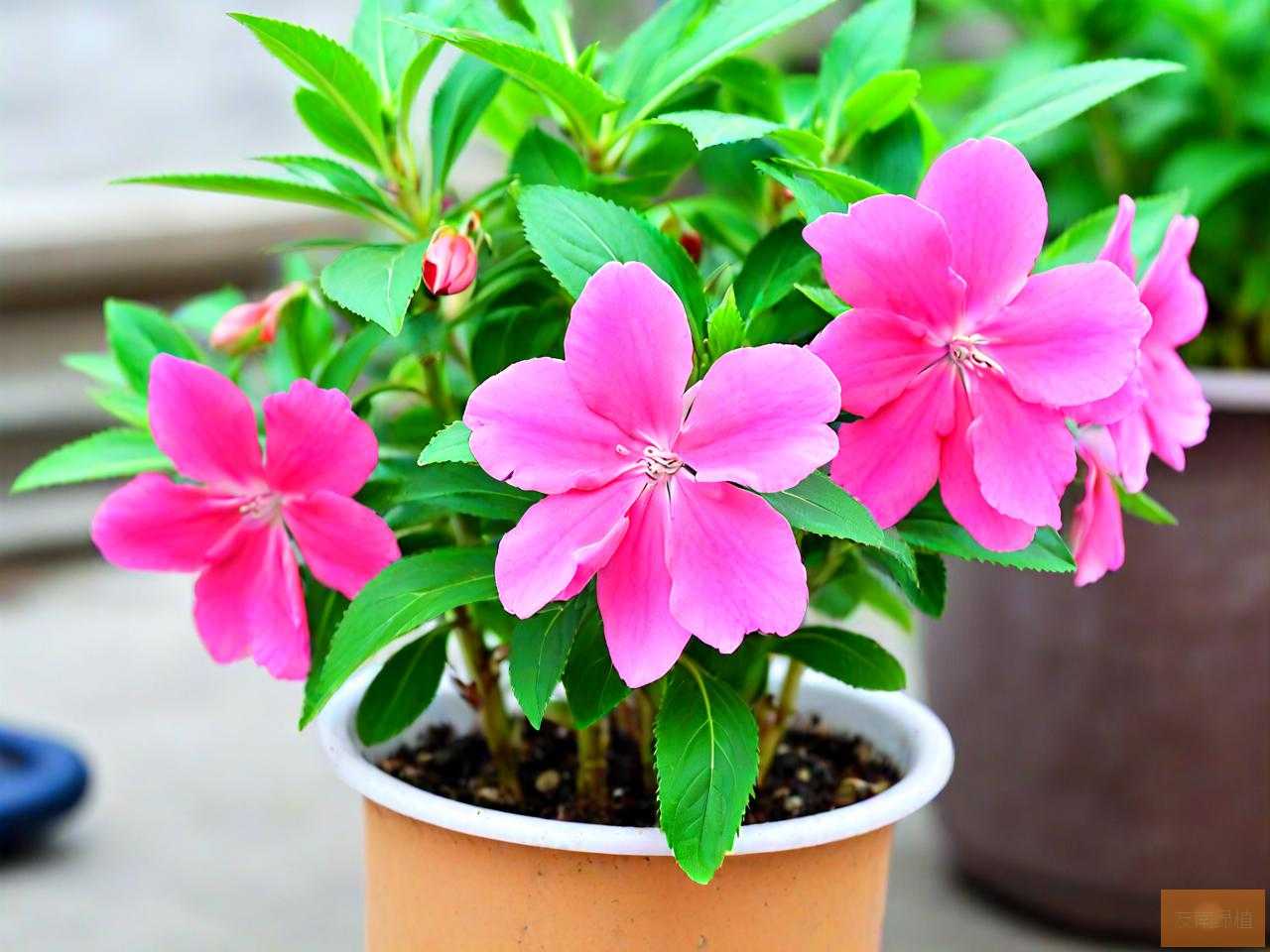 凤仙花可以水培生根吗