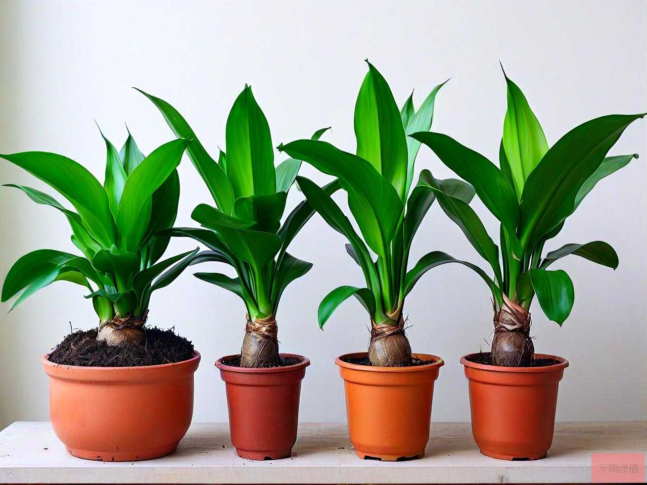 水养植物需要加营养液吗