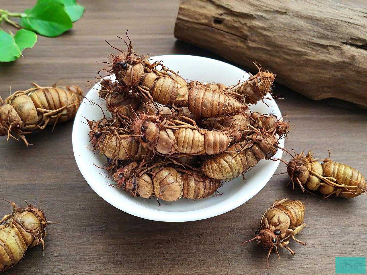 纯野生金蝉花多少钱一斤