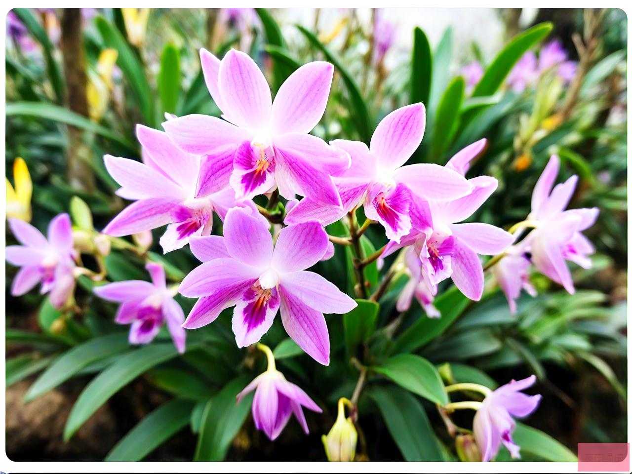 石斛花的价格多少1斤