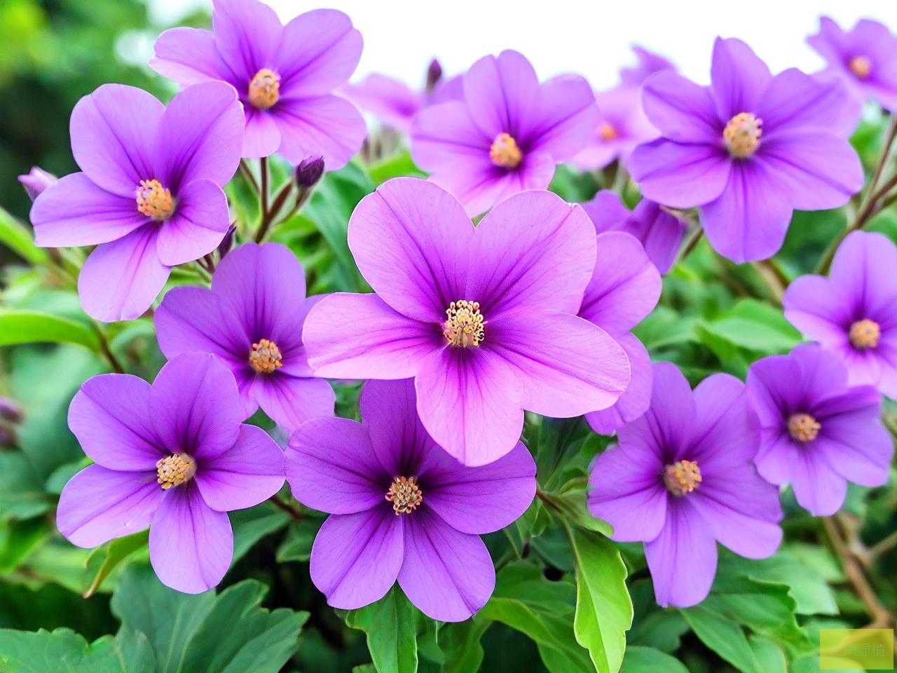 广西紫色的花是什么花