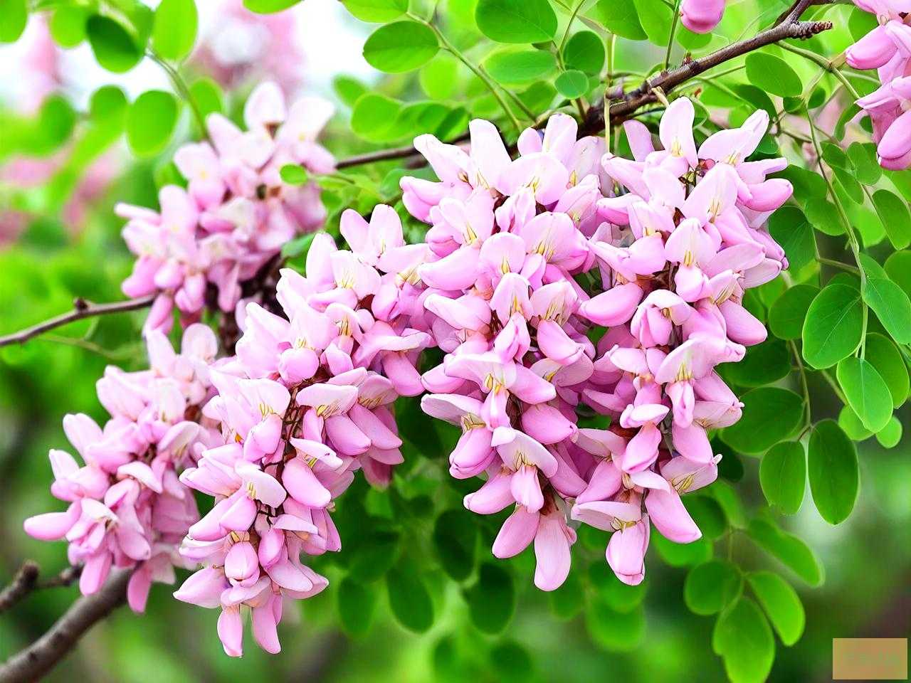 国槐花怎么吃效果最好