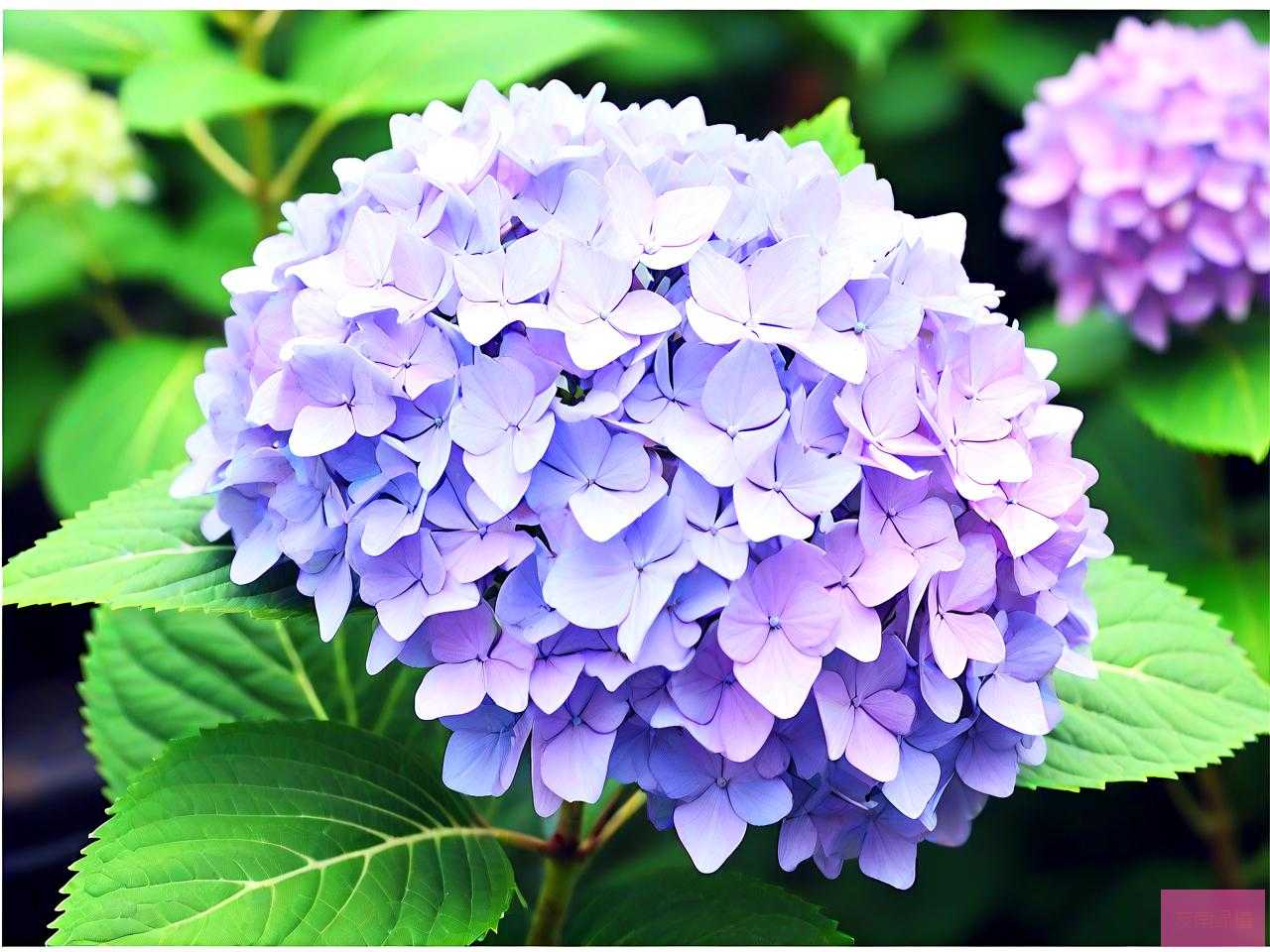 绣球花应该什么时候种