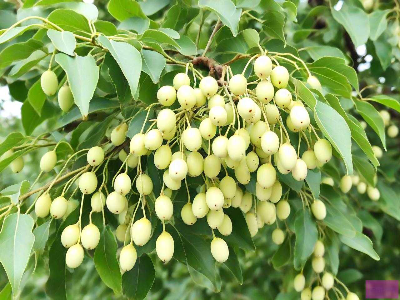 白蜡树种子多少钱一斤