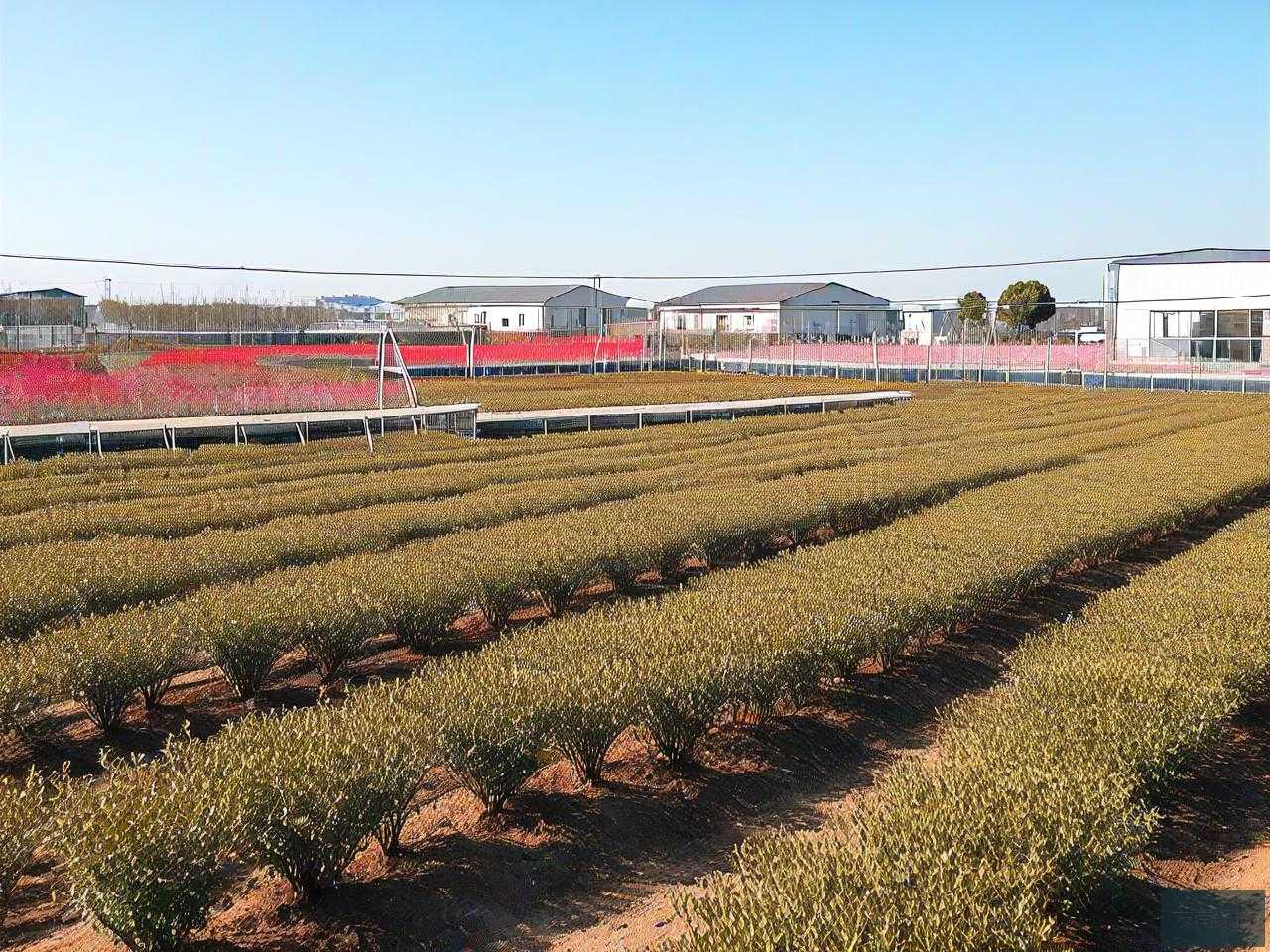 金华苗木批发市场在哪