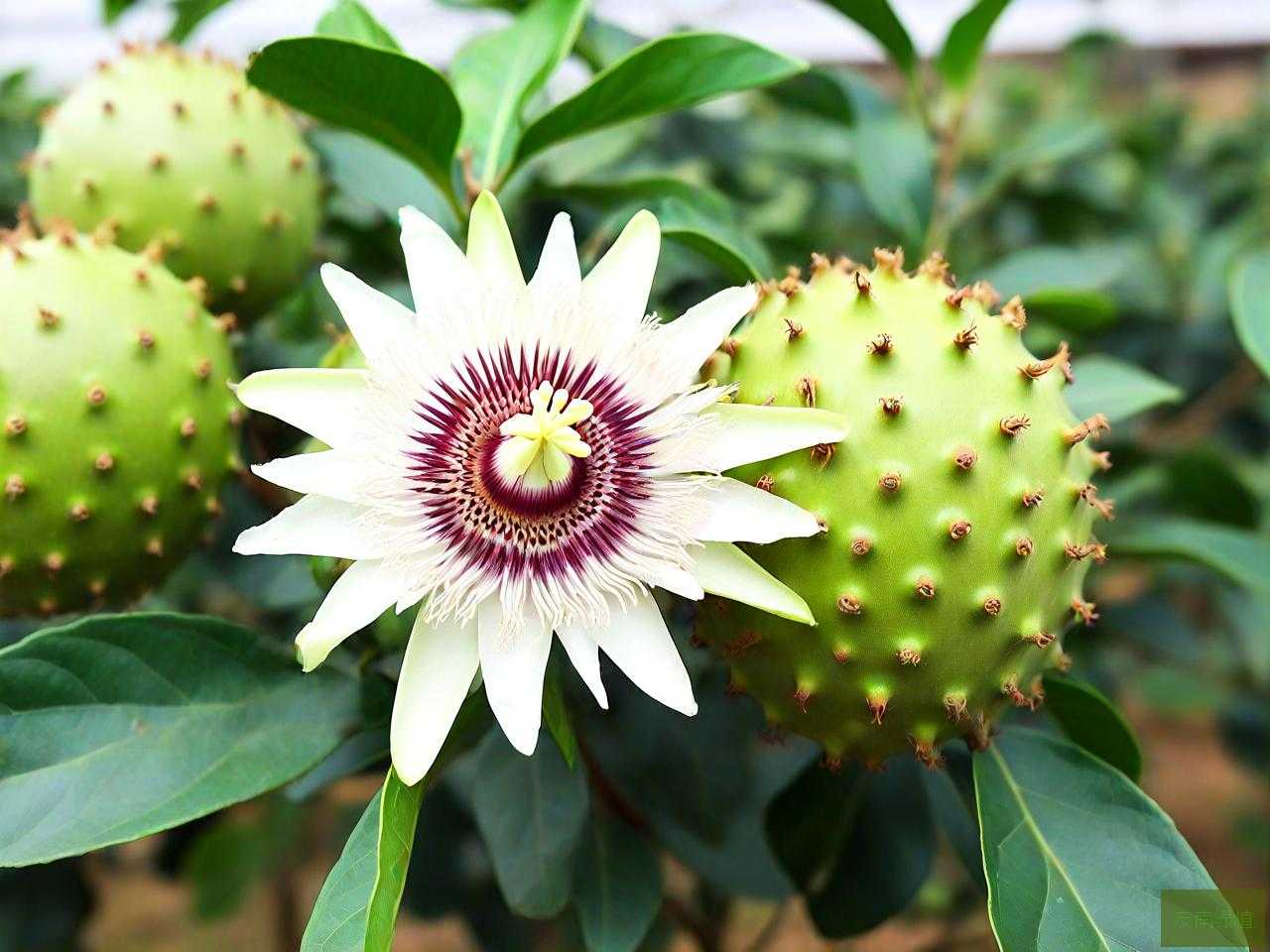 罗汉果花喝有什么好处