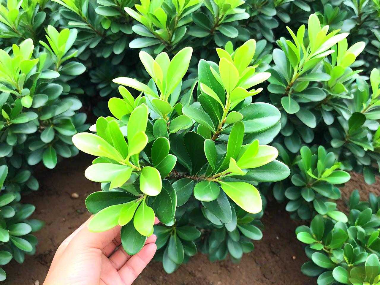 小叶黄杨30年多少钱