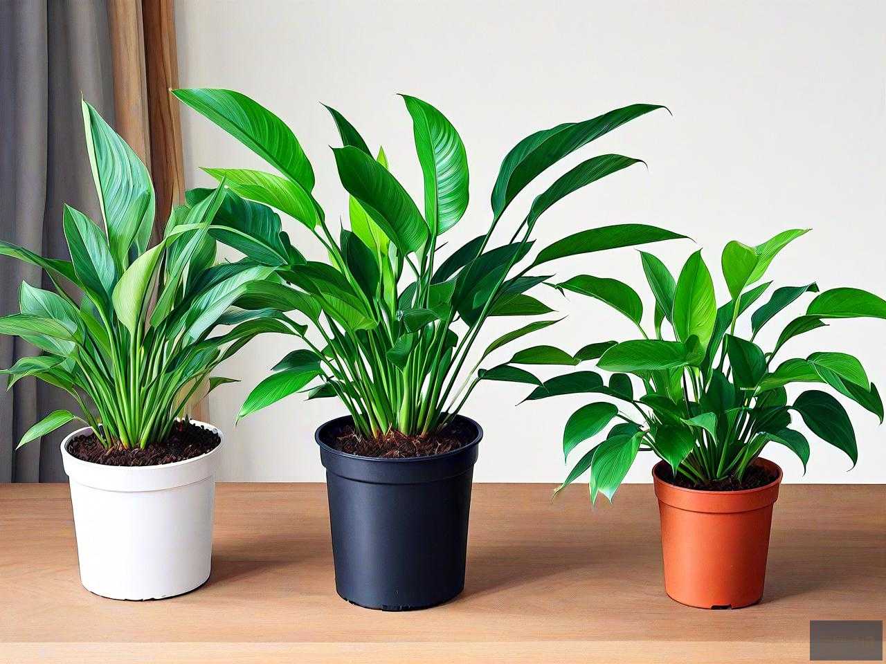 种什么植物可以除甲醛