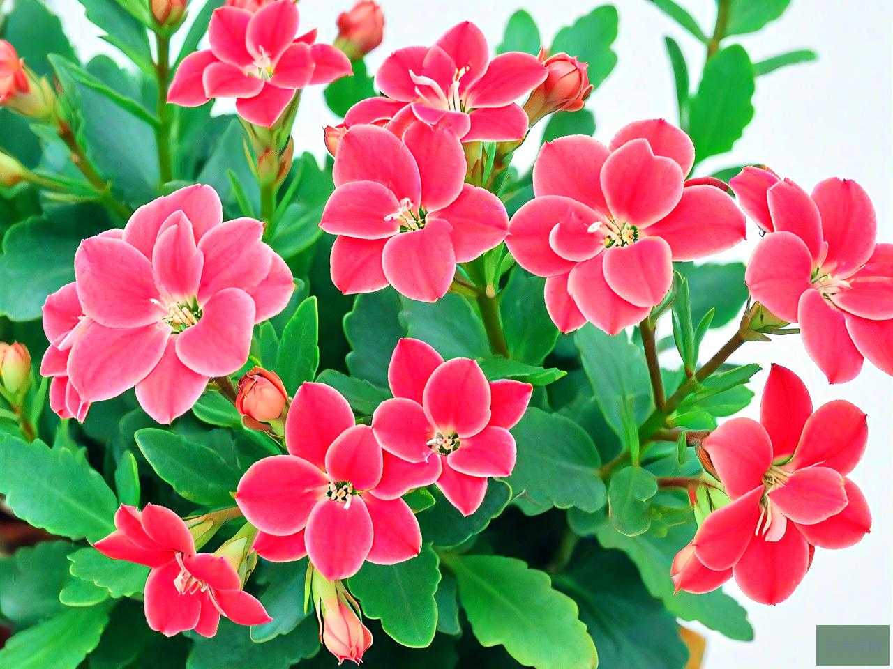 夏天养长寿花注意事项