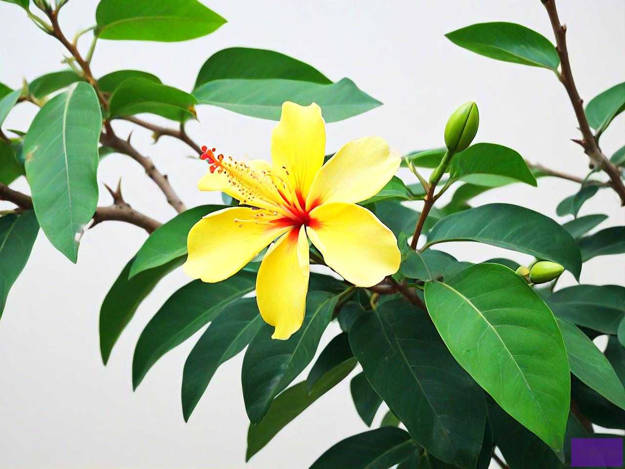海南黄花梨种子怎么种