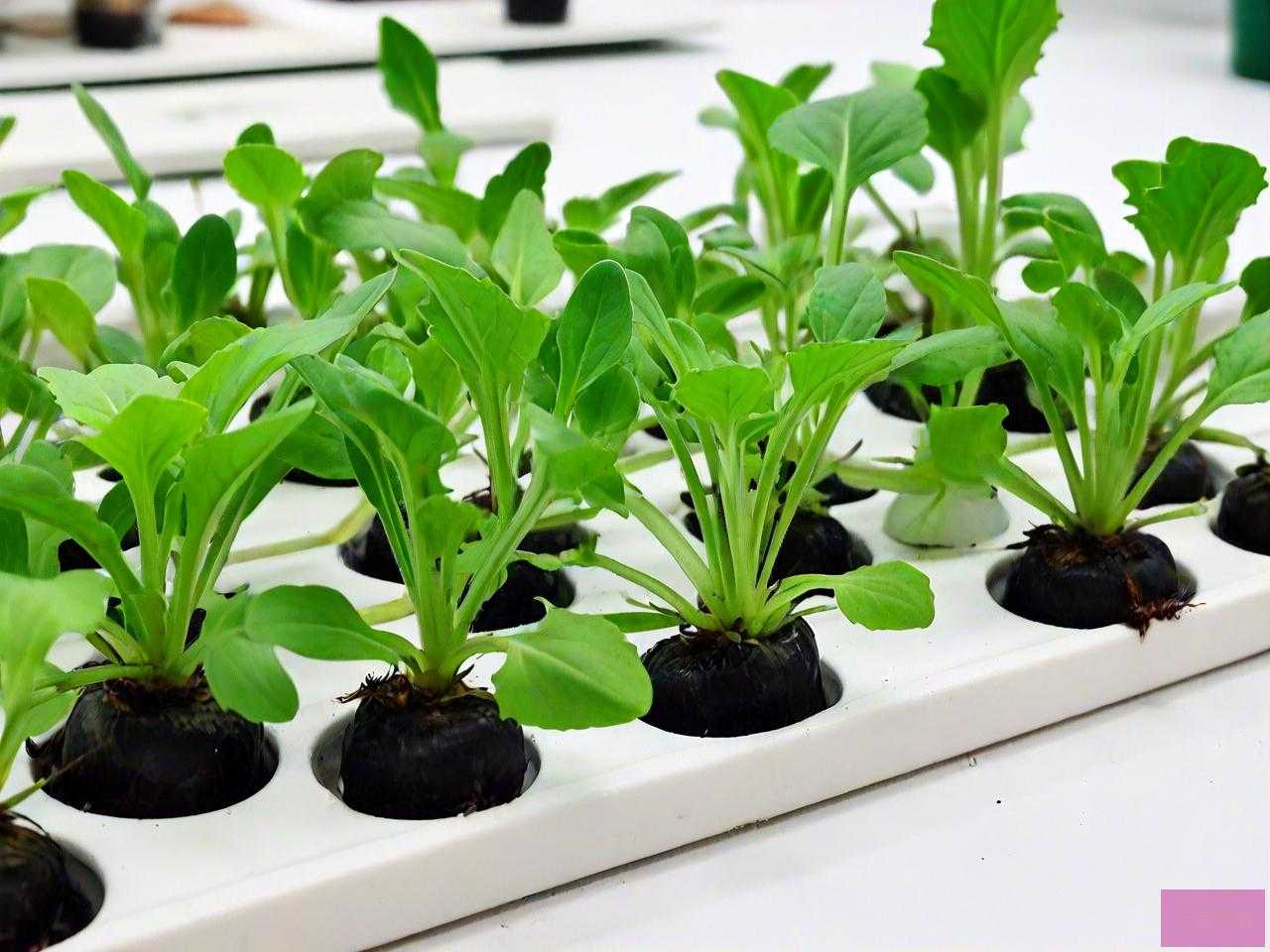 怎样防止水培植物蚊虫