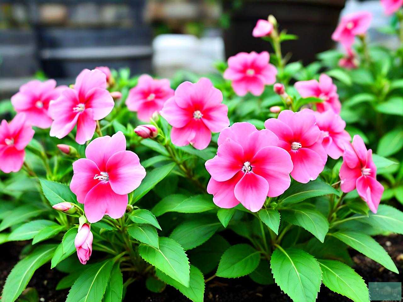 种植凤仙花需要的材料