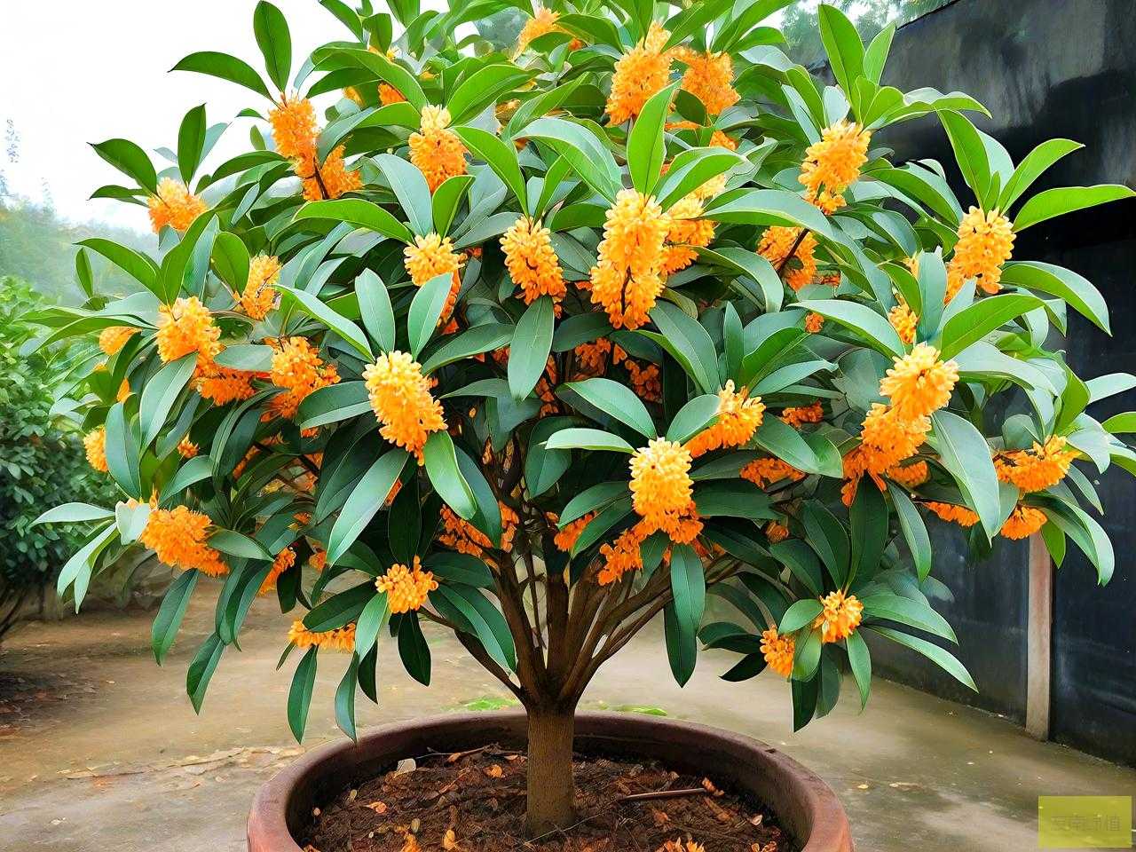 十公分桂花树价格一览